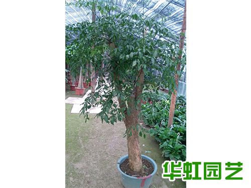幸福樹(shù)